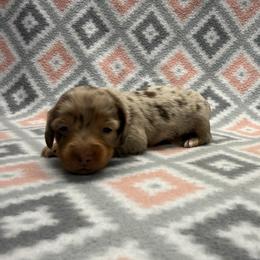 Girl 1 - Dapple female Dachshund puppy in Hoover, Alabama from Tide Town Doxies