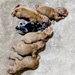 Bluey - Red female Cockapoo puppy in Sparta, Missouri from Sis' Doodles & Poodles