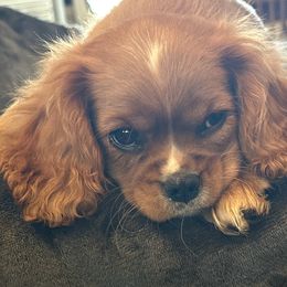 Cavalier King Charles Spaniel Puppies from FairHawk Downs