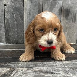 Ralph - Red and white male Cockapoo puppy in Mint Hill, North Carolina from DoodleForever