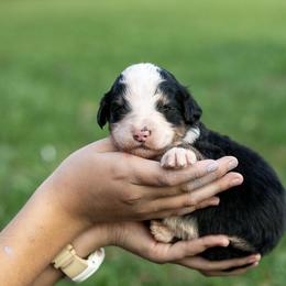 Archer Standard Bernedoodle - Tri-color male Bernedoodle puppy in Eureka, Illinois from Joley Aire Family Dogs