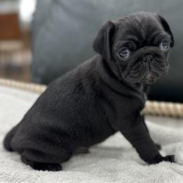 Black Boy - Black male Pug puppy in Troutman, North Carolina from Ohana Pugs