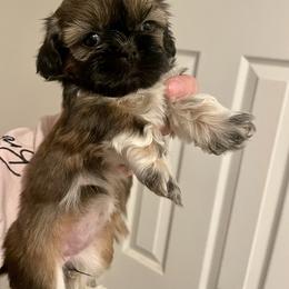 Shih Tzu Puppies from Amanda's Shih Tzu