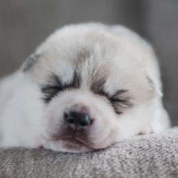 Siberian Husky Puppies from North River Siberians