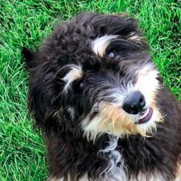 Assorted Doodle Crosses, Aussiedoodles, Bernedoodles, Old English Sheepdogs, and Poodles from Mountain Peak Doodles