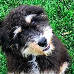 Assorted Doodle Crosses, Aussiedoodles, Bernedoodles, Old English Sheepdogs, and Poodles from Mountain Peak Doodles