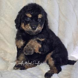 Goblin - Phantom female Bernedoodle puppy in Cleveland, Georgia from Jam's Doodles And Poodles