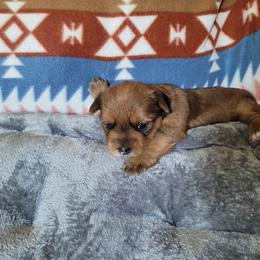 Princess Elsa - Chocolate, tan and white female Yorkshire Terrier puppy in Adams, North Dakota from Mathiasons Little Barkers