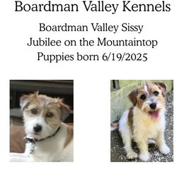 Boardman Valley Reba - White and tan female Russell Terrier puppy in Traverse City, Michigan from Boardman valley kennels