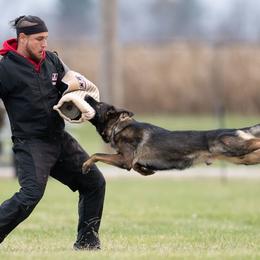 Quardes - German Shepherd