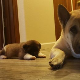 Akita Puppies from Mizuki Akita LLC.