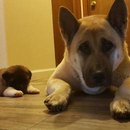 Akita Puppies from Mizuki Akita LLC.
