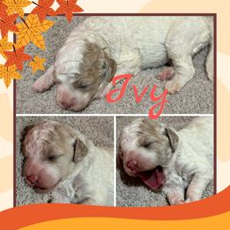 Ivy Girl 8 - Cream female Goldendoodle puppy in Ankeny, Iowa from Iowadoodles2love