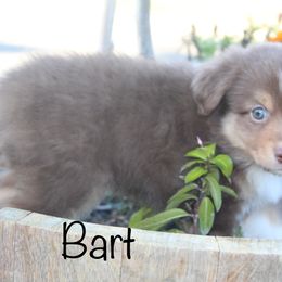 Miniature Australian Shepherd Puppies from Lavish Luxuries Mini and Toy Australian Shepherds