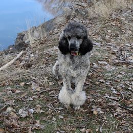 Scout - Poodle