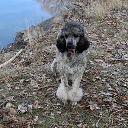 Scout - Poodle