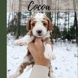 Cocoa - Apricot female Goldendoodle puppy in Brookville, Pennsylvania from Woodland Mountain Doodles