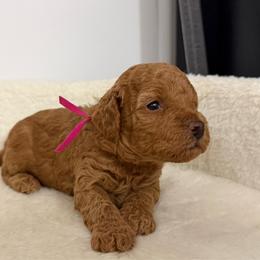 Diamond - Red  female Poodle puppy in Berrien Springs, Michigan from Michigan Mini & Toy Red Poodles