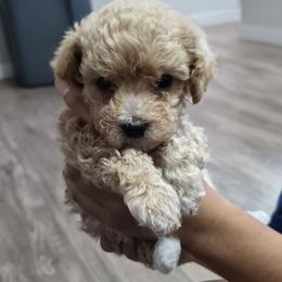 Peanut - Apricot male Poodle puppy in Chandler, Arizona from Fabi Poodle