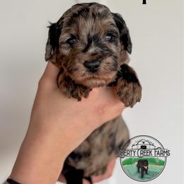 Buttercup - Merle female Goldendoodle puppy in Ocoee, Tennessee from Liberty Creek Farms
