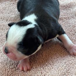 C. Black Male - Black and white male Boston Terrier puppy in Mc Donough, Georgia from Ballard Boston Terriers