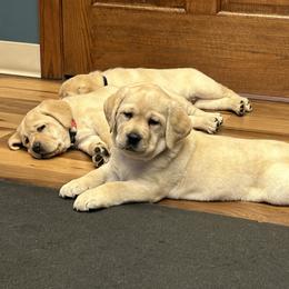 Labrador Retriever Puppies from Pineview Meadow Labradors