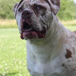 Briar - Alapaha Blue Blood Bulldog