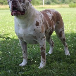 Briar - Alapaha Blue Blood Bulldog