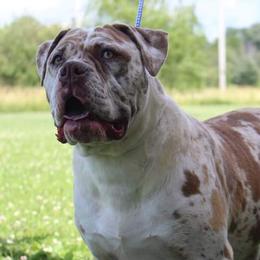 Briar - Alapaha Blue Blood Bulldog