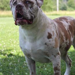 Briar - Alapaha Blue Blood Bulldog