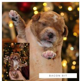 Goldendoodle Puppies from GAMMIE’S DOODLES