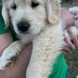 Golden Retriever Puppies from Panhandle PawsNClaws