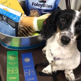 Dachshunds from Michelle Walgren's Dachshunds