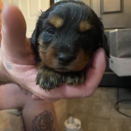Dachshund Puppies from Desert Dachshunds