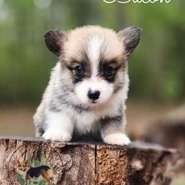 Bacon - Red male Pembroke Welsh Corgi puppy in Cameron, North Carolina from Butts Family Corgis