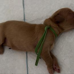 Green - Dark golden male Golden Retriever puppy in Inverness, Florida from Sydney’s Goldens