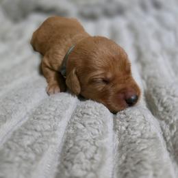 Boy 8 - Yellow male Labrador Retriever puppy in Grand Rivers, Kentucky from Big Water Dreams Retrievers