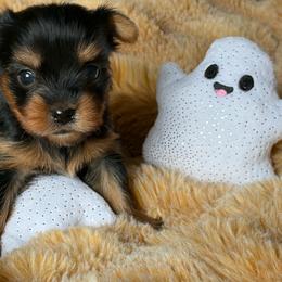 Spooky Boo - Black and tan female Yorkshire Terrier puppy in Coeur D Alene, Idaho from Cozy Coeur Yorkies