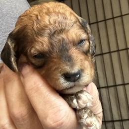 Westin - Phantom male Goldendoodle puppy in Waynesboro, Virginia from Forest Creek Kennel