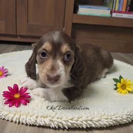 Panda - Chocolate and cream male Dachshund puppy in Oklahoma City, Oklahoma from OkieDoxieland Dachshunds