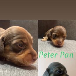 Peter Pan - Chocolate and tan male Dachshund puppy in Forest Hill, Texas from Ruff n’ Tumble
