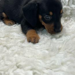 Tex - Black and tan male Dachshund puppy in Council Hill, Oklahoma from Rocky Springs Ranch