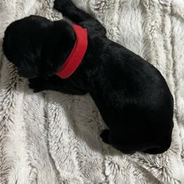Red collar - Black female Giant Schnauzer puppy in Atoka, Oklahoma from Hannah's Haus & Farm
