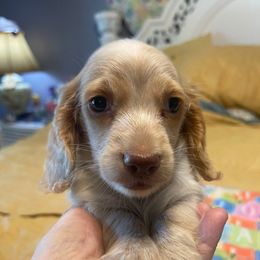 Royce is a young puppy who has yet to come into his full personality.  He is expected to be playful, mischievous and full of dachshund sass and spirit. - Red male Dachshund puppy in Largo, Florida from FloriDachs Miniature Dachshunds