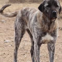 Anatolian Shepherd Dogs from Feather’s Glen Anatolians