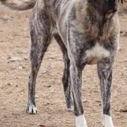 Anatolian Shepherd Dogs from Feather’s Glen Anatolians