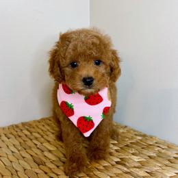 Oliver - Red  male Poodle puppy in Morehead, Kentucky from Paw Perfect Pets