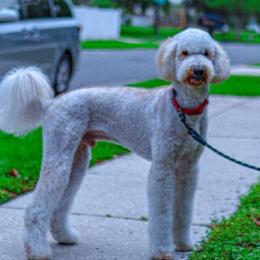 Goldendoodles from Luxury Doodle
