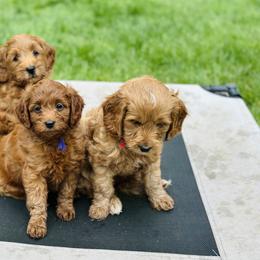 Goldendoodle Puppies from Amazing Grace Doodles