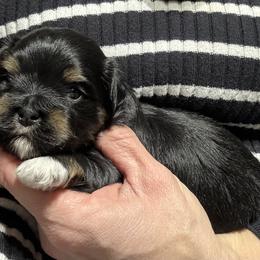 Boy 2 - Black and tan male Havanese puppy in Congerville, Illinois from Happy Go Lucky Havanese